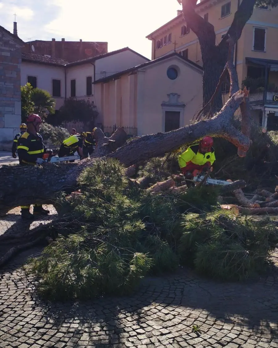 A Toscolano Maderno caduto il pino di piazza San Marco