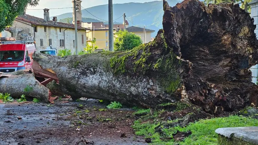 Caduto il platano secolare di Collebeato