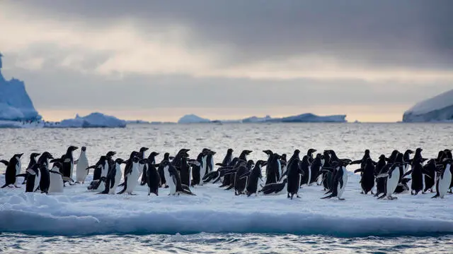 Adelie penguins on icebergs near Paulet Island in the Erebus and Terror Gulf in the entrance to the Weddell Sea in Antarctica. Greenpeace is back in the Antarctic on the last stage of the Protect The Oceans Expedition. We have teamed up with a group of scientists to investigate and document the impacts the climate crisis is already having in this area. *This picture was taken in 2020 during the Antarctic leg of the Pole to Pole expedition under the Dutch permit number RWS-2019/40813