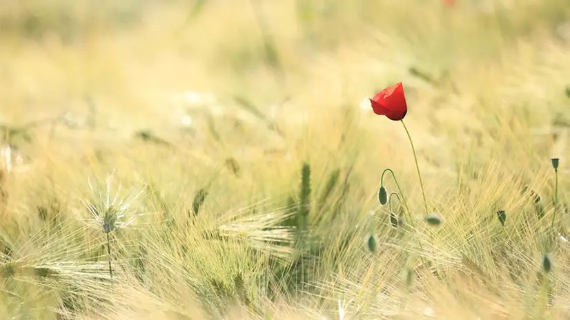 Non c’è fiore che sia uguale ad un altro - © www.giornaledibrescia.it