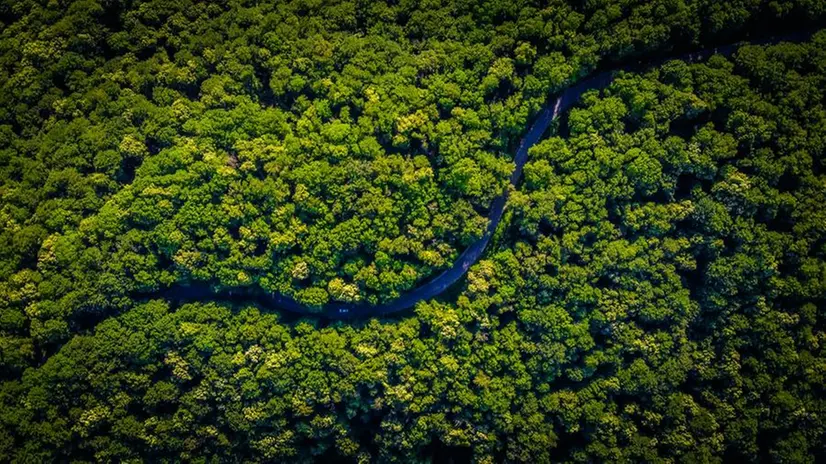 La foresta amazzonica