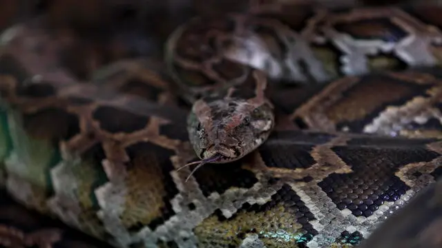 epa08876494 A python at Seikta Thukha TetOo monastery in Yangon, Myanmar, 06 December 2020 (issued 11 December 2020). Buddhist monk Wilatha has turned the monastery in the outskirts of Yangon into a sanctuary for snakes, in an attempt to save reptiles such as pythons and cobras from being killed or sold to the black market. EPA/LYNN BO BO