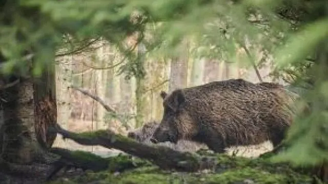 cinghiale a spasso