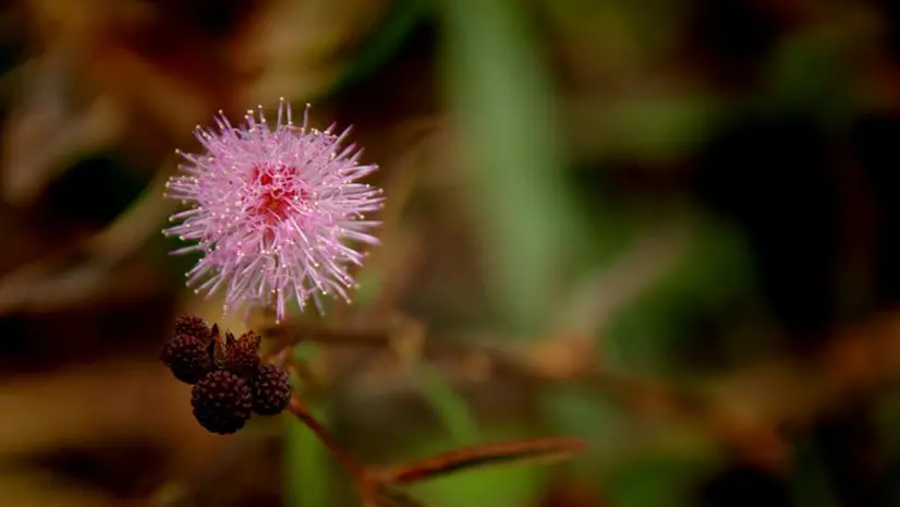 La mimosa pudica - © www.giornaledibrescia.it