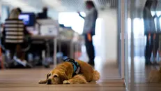 Un cane in ufficio - © www.giornaledibrescia.it