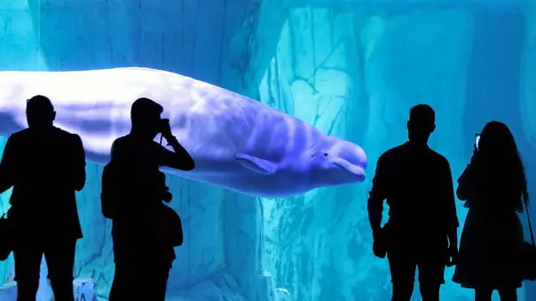 epa08520394 People look at a beluga whale at the Oceanografic in Valencia, Spain, 01 July 2020, that has reopened after 110 days closed due to the ongoing coronavirus pandemic. EPA/Ana Escobar