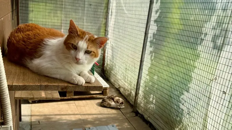 Un micio al gattile di Desenzano