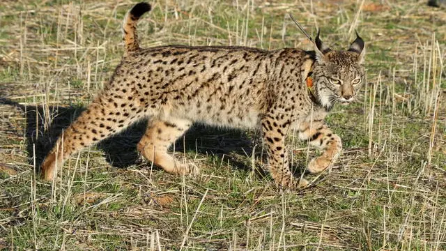 epa08218290 'Quinas,' a young female Iberian lynx (Lynx pardinus) is released in Torrenueva, Ciudad Real, Spain, 14 February 2020. The region of Castilla La Mancha has an ongoing program to recover the population of lynxes as one-third of the world's population of this species lives in the region. EPA/BELDAD