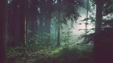Un bosco