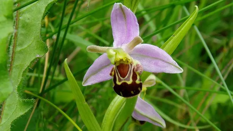 L'orchidea è simbolo di bellezza, raffinatezza, passione e amore