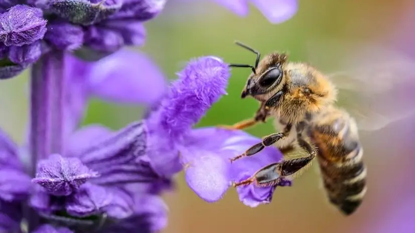 Un'ape impollina un fiore - © www.giornaledibrescia.it