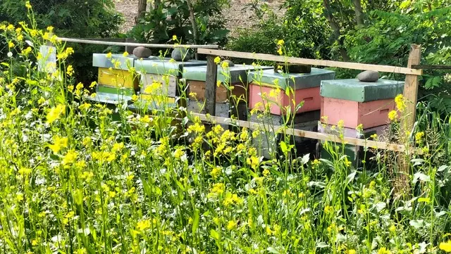 Le arnie, dove le api producono il miele © www.giornaledibrescia.it