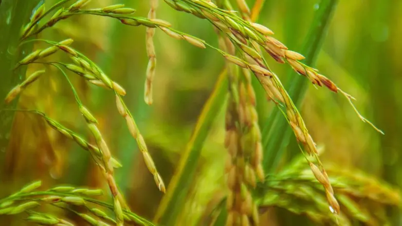 Un campo di riso - Foto Unsplash