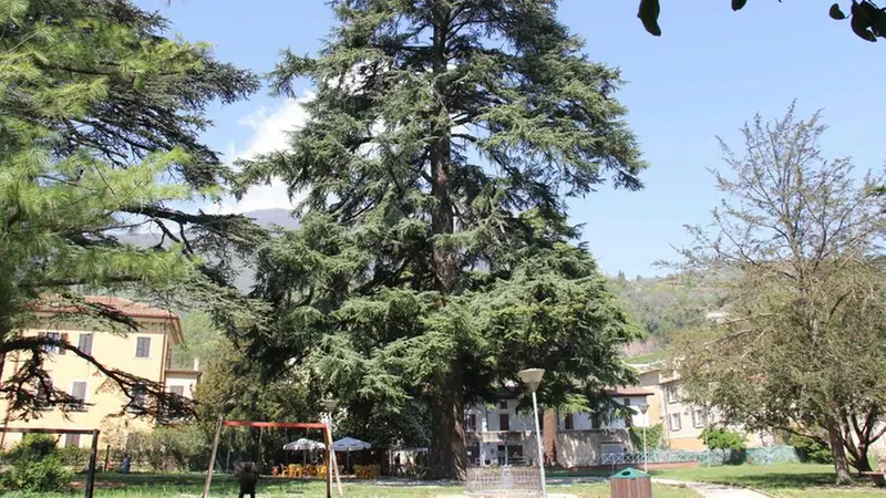 Il cedro del parco Bernini a Toscolano