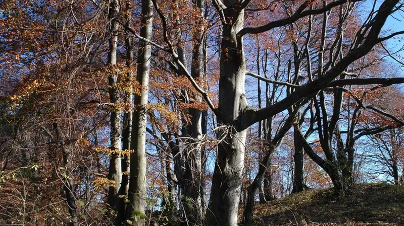 La faggeta a Campei di Cima