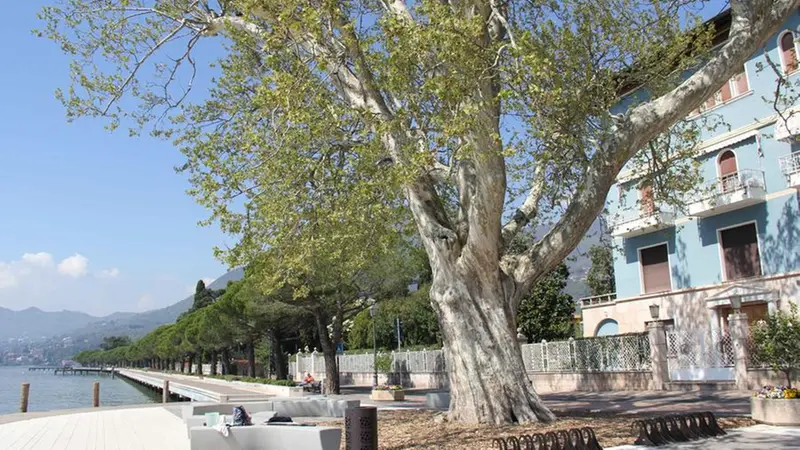 Il platano del lungolago di Maderno