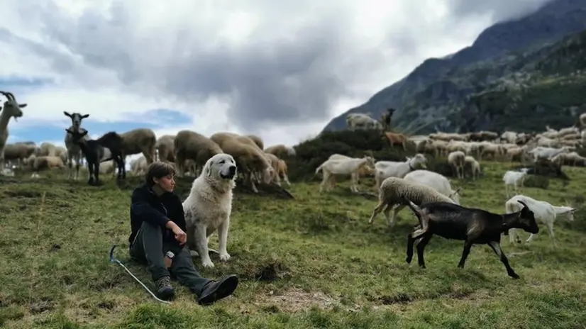 Un cane da protezione del bestiame con il gregge