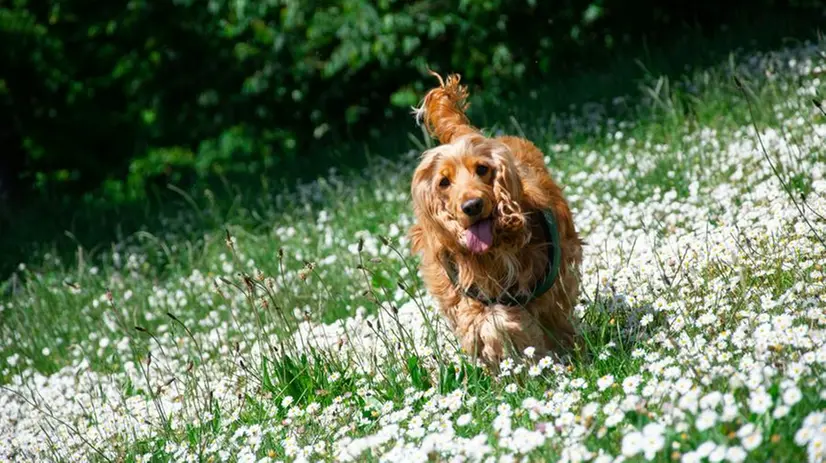 Un cocker sul prato - Foto Unsplash