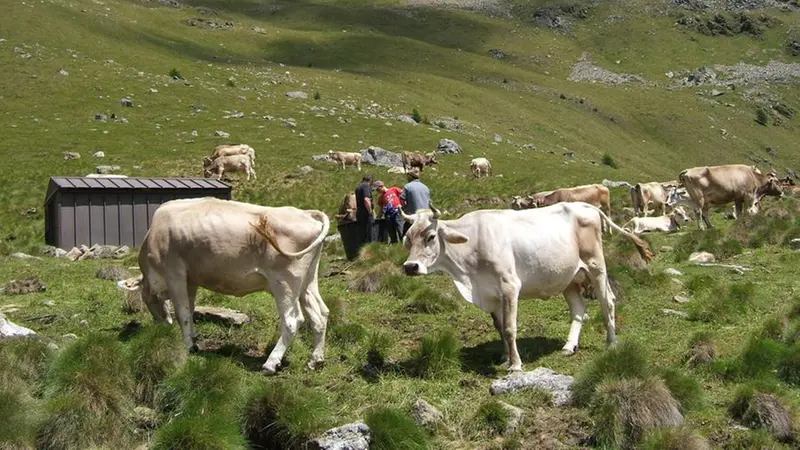 Mucche al pascolo accanto a un bivacco - © www.giornaledibrescia.it