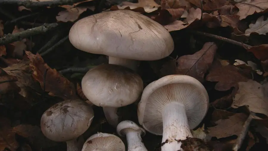 Clitocybe nebularis, il fungo della nebbia -  Foto da Wikipedia