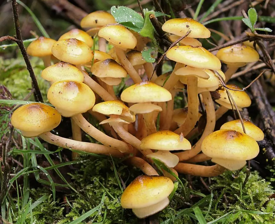 Il fungo chiodino - Foto da Wikipedia