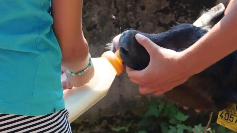 I bambini hanno anche provato ad allattare i vitelli