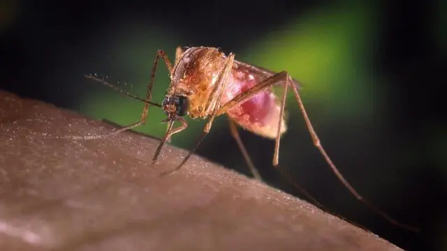 epa03367655 A handout image made available on 22 August 2012 from the Centers for Disease Control showing a Culex quinquefaciatus female mosquito feeding on human blood. This species is a known vector for West Nile Virus. The female C. quinquefasciatus mosquito is known as one of the many arthropodal vectors responsible for spreading the West Nile virus to human beings through their bite when obtaining a blood meal. Mosquitoes of the Culex species lay their eggs in the form of egg rafts that float in still or stagnant water. The mosquito lays the eggs one at a time sticking them together in the shape of a raft. An egg raft can contain from 100 to 400 eggs. The eggs go through larval and pupal stages and feed on micro-organisms before developing into flying mosquitoes. The CDC is reporting that there have currently been 1,100 cases of West Nile Virus reported in the US in 2012, more than ever reported at this point in the year since the virus was first recorded in the US in 1999. EPA/JIM GATHANY / CENTERS FOR DISEASE CONTROL / HANDOUT HANDOUT EDITORIAL USE ONLY/NO SALES