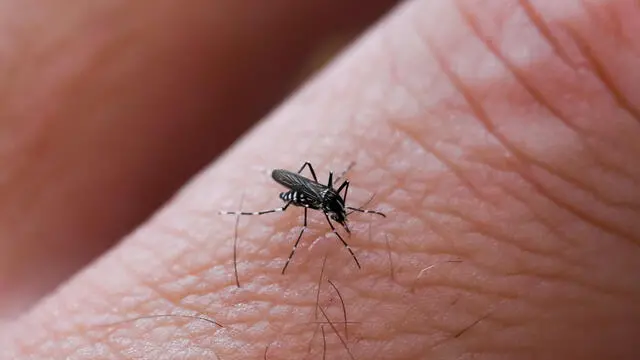 L'intervento punta a ridurre la presenza di zanzare