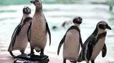 epa10817476 Humboldt penguins are weigh on scales at London Zoo in London, Britain, 24 August 2023. Animals at the London Zoo are measured and weighed annually to check on their health and wellbeing. EPA/NEIL HALL