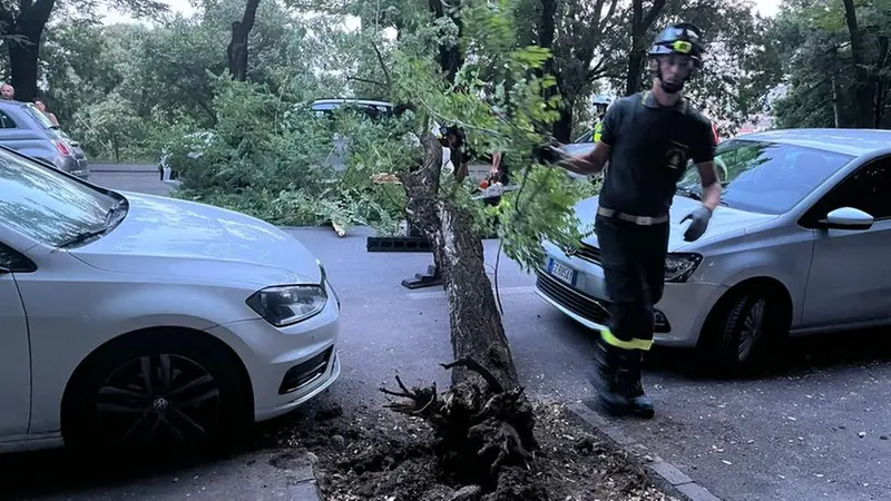 Le radici dell'albero, poi rimosso dai Vigili del fuoco - © www.giornaledibrescia.it