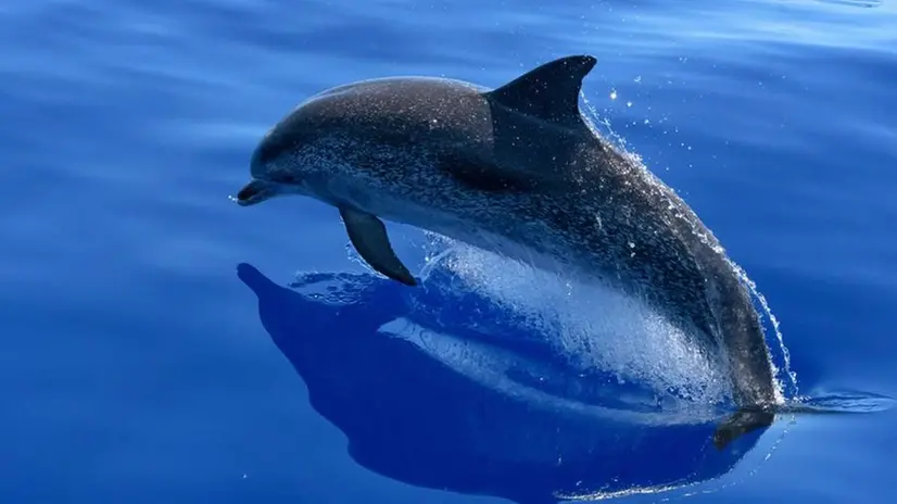 «Un delfino stava roteando vorticosamente attorno al loro scafo» - © www.giornaledibrescia.it