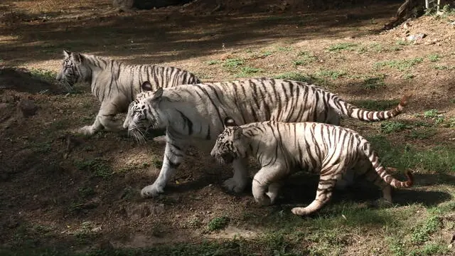 epa10581633 White tiger cubs 'Vyom' and 'Avni' along with their mother 'Sita' pictured inside an enclosure after they were released for public viewing at National Zoological Park in New Delhi, India, 20 April 2023. The two cubs were born in August 2022 and are the result of the first successful breeding of white tigers in seven years at the National Zoological Park. EPA/RAJAT GUPTA
