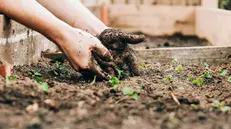 L'ortaglia regala speranza, fiducia nel domani - Foto Unsplash © www.giornaledibrescia.it