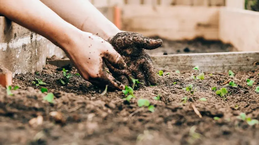 L'ortaglia regala speranza, fiducia nel domani - Foto Unsplash © www.giornaledibrescia.it