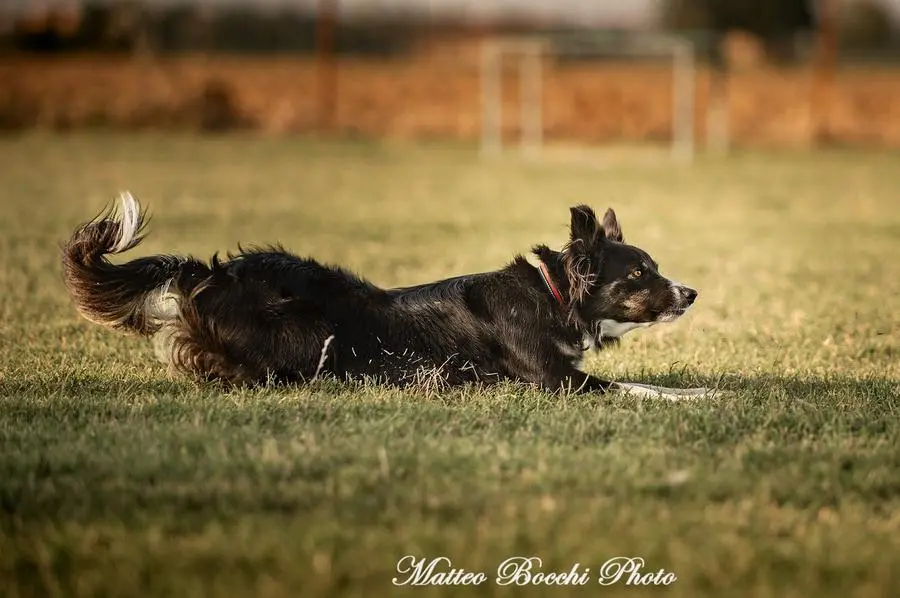 Emiliana Cirelli e la sua cagnolina Maze