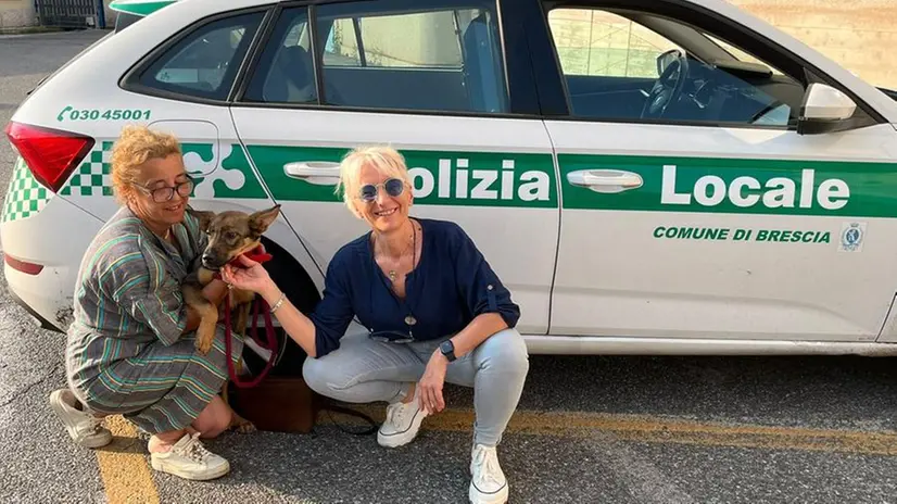Lieto fine per il cucciolo di cane rubato - © www.giornaledibrescia.it