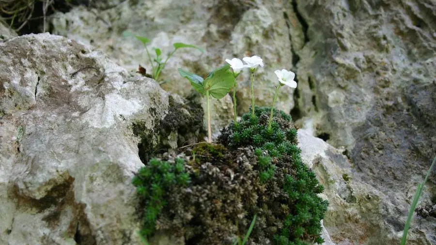 La Saxifraga Tombeanensis cresce aggrappata alle rupi rocciose tra i 1000 e i 2000 metri