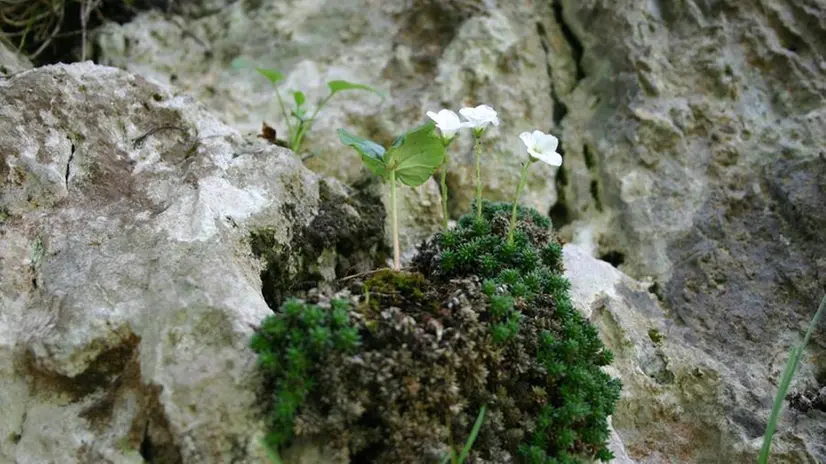 La Saxifraga Tombeanensis cresce aggrappata alle rupi rocciose tra i 1000 e i 2000 metri