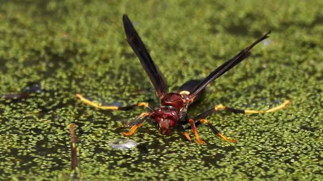 epa06914351 A wasp sits on a limb in a pond in the country near Commerce, Texas, USA, 27 June 2018. With temperatures staying around 100 degrees Fahrenheit (circa 38 degrees Celsius) the wildlife is starting to look for more water. EPA/LARRY W. SMITH