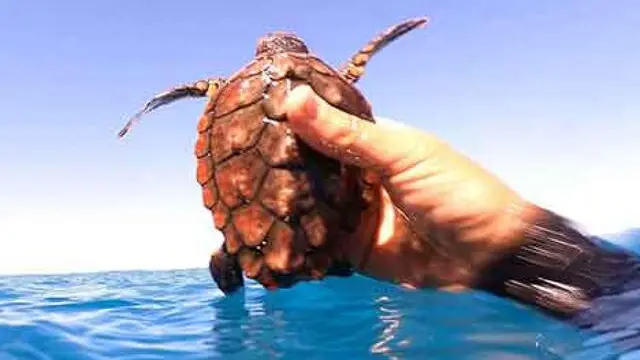 Caretta caretta