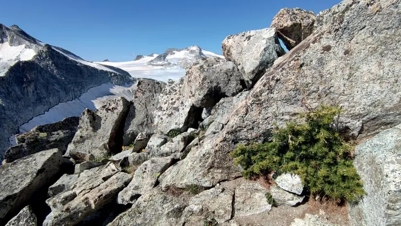 Il larice comparso in altura è sintomo del clima che sta mutando