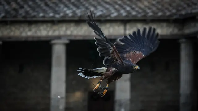 La tutela degli scavi archeologici di Pompei è un impegno costante, reso ancora più complesso dalla presenza di colonie di piccioni. Il loro guano, corrosivo e ricco di acidi, rappresenta una grave minaccia per gli affreschi e i delicati reperti archeologici. Per affrontare questo problema in modo ecologico e sostenibile, è stato messo in atto un progetto innovativo che vede protagonisti due rapaci addestrati: Aria, il falco, e Gianna, la poiana. L'idea alla base del progetto è semplice quanto efficace: sfruttare l'istinto di sopravvivenza dei piccioni. I rapaci, con i loro eleganti e potenti voli, simulano delle vere e proprie cacce, innescando nei piccioni una paura istintiva e naturale. La presenza di questi predatori, anche solo per brevi periodi, è sufficiente a scoraggiare le colonie di uccelli dal nidificare e sostare nelle aree archeologiche. Il volo dei rapaci è uno spettacolo affascinante. Con agili piroette e planate audaci, Gianna e Aria dominano i cieli di Pompei, incutendo timore nei piccioni. Le loro silhouette scure, che si stagliano contro il cielo, sono un chiaro segnale di pericolo per gli intrusi alati. Ogni loro apparizione è un vero e proprio balletto tra cielo e terra, una danza aerea che ha lo scopo di proteggere un patrimonio inestimabile. Da due anni, il progetto di falconeria è attivo a Pompei e i risultati sono più che soddisfacenti. Grazie all'intervento dei rapaci, si è registrata una significativa riduzione della presenza di piccioni nelle aree più sensibili degli scavi. Inoltre, l'impiego di questi predatori naturali ha permesso di evitare l'utilizzo di sostanze chimiche o dispositivi rumorosi, garantendo così un intervento rispettoso dell'ambiente e degli stessi uccelli. La biotecnologa Paola Barile ed il suo assistente Pasquale Giorgio, responsabili della gestione tecnica del progetto, sottolineano l'importanza di un approccio integrato alla tutela del patrimonio culturale: "La falconeria è uno strumento prezioso per la salvaguardia degli scavi di Pompei, ma è solo una delle tante azioni che stiamo mettendo in campo. La nostra priorità è garantire la conservazione di questo straordinario sito archeologico per le future generazioni". Grazie al progetto di falconeria, gli scavi di Pompei hanno acquisito una nuova forma di tutela. I rapaci, con la loro maestria nel volo e la loro capacità di incute timore, sono diventati i guardiani alati di uno dei siti archeologici più importanti al mondo. Il loro intervento rappresenta una speranza per il futuro di Pompei, un simbolo di come la natura e la tecnologia possano coesistere per proteggere il nostro patrimonio culturale. Napoli 4 Agosto 2024. ANSA/CESARE ABBATE