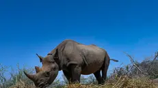 epa09943209 A 5-year-old black rhino Loijipu (C), grazes in Sera Rhino Sanctuary, within the larger Sera Community Conservancy that is under Northern Rangelands Trust (NRT) in the Northern Kenya region of Samburu, Kenya, 11 May 2022 (issued 12 May 2022). Loijipu is an orphan black rhino who became the first black rhino calf to be born in a community conservancy in Kenya. Sera Conservancy is the first community run black rhino sanctuary in East Africa. NRT which is an umbrella of several community conservancies, is using a different community conservancy model by turning their traditional craft skills into a viable, sustainable business and also offering village-based vocational training to people in community conservancies by partnering with polytechnic institutions. It is a response to wider drive by community conservancies to diversify Indigenous livelihoods and encourage entrepreneurship amongst women and young morans while promoting wildlife conservation that threatens many of these protected areas. EPA/DANIEL IRUNGU