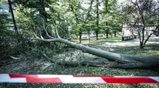 Albero abbattuto dalla grandine per il maltempo abbattutosi sulla città la scorsa sera. Torino 03 agosto 2024 ANSA/TINO ROMANO