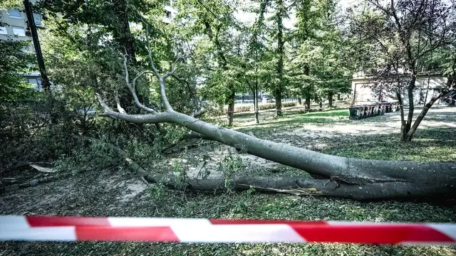 Albero abbattuto dalla grandine per il maltempo abbattutosi sulla città la scorsa sera. Torino 03 agosto 2024 ANSA/TINO ROMANO