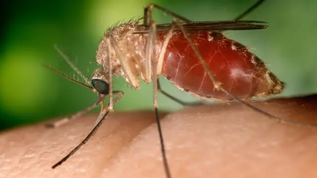 epa03367654 A handout image made available on 22 August 2012 from the Centers for Disease Control showing a Culex quinquefaciatus female mosquito feeding on human blood. This species is a known vector for West Nile Virus. The female C. quinquefasciatus mosquito is known as one of the many arthropodal vectors responsible for spreading the West Nile virus to human beings through their bite when obtaining a blood meal. Mosquitoes of the Culex species lay their eggs in the form of egg rafts that float in still or stagnant water. The mosquito lays the eggs one at a time sticking them together in the shape of a raft. An egg raft can contain from 100 to 400 eggs. The eggs go through larval and pupal stages and feed on micro-organisms before developing into flying mosquitoes. The CDC is reporting that there have currently been 1,100 cases of West Nile Virus reported in the US in 2012, more than ever reported at this point in the year since the virus was first recorded in the US in 1999. EPA/JIM GATHANY / CENTERS FOR DISEASE CONTROL / HANDOUT HANDOUT EDITORIAL USE ONLY/NO SALES