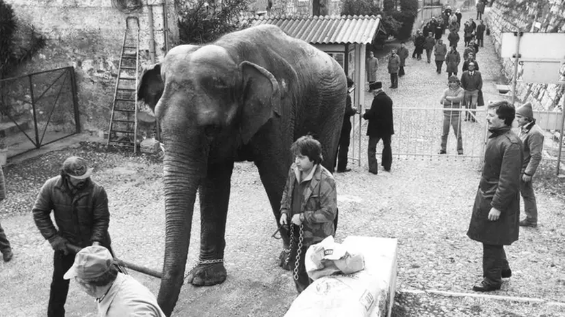 Un elefante in Castello