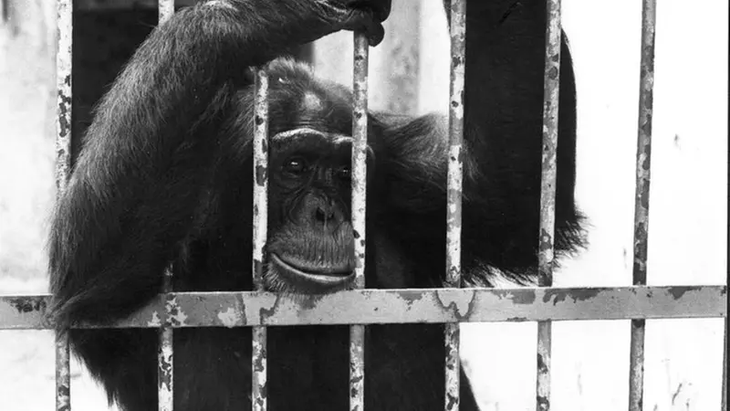 Lo scimpanzè Calimero fuggito in città