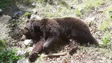 Campoli Appennino (Frosinone) - orso marsicano trovato morto