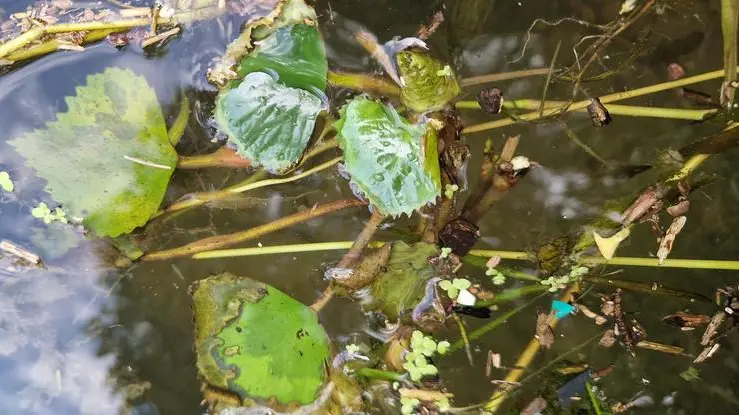 La Trapa natans galleggia a pelo d'acqua